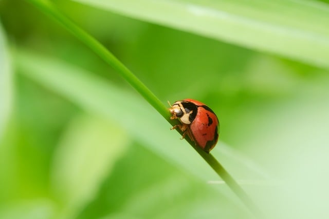 Paddenstoelen in het gras: oorzaken en hoe ze te verwijderen